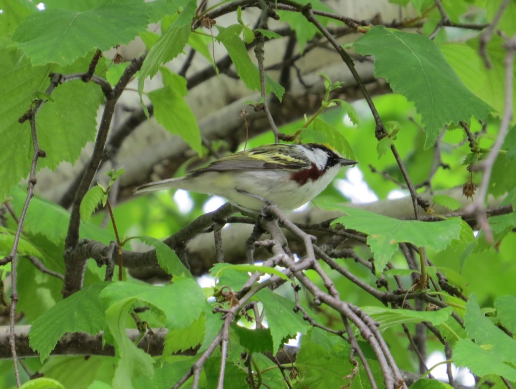 Chestnut-sided Warbler