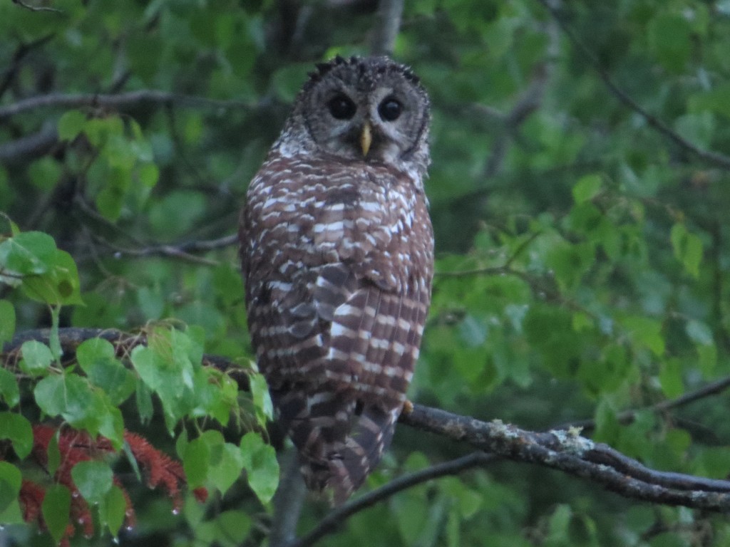 Barred Owl