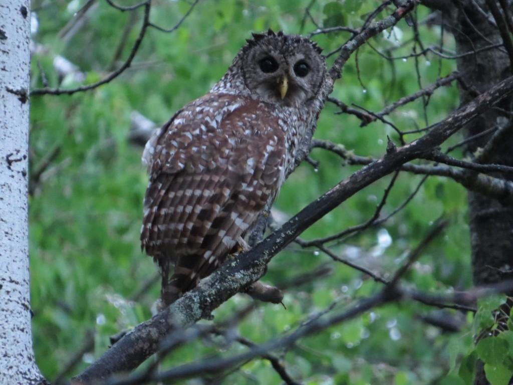 Barred Owl