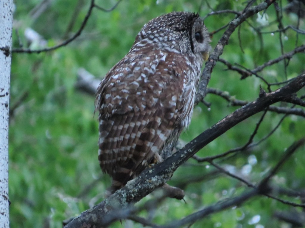 Barred Owl