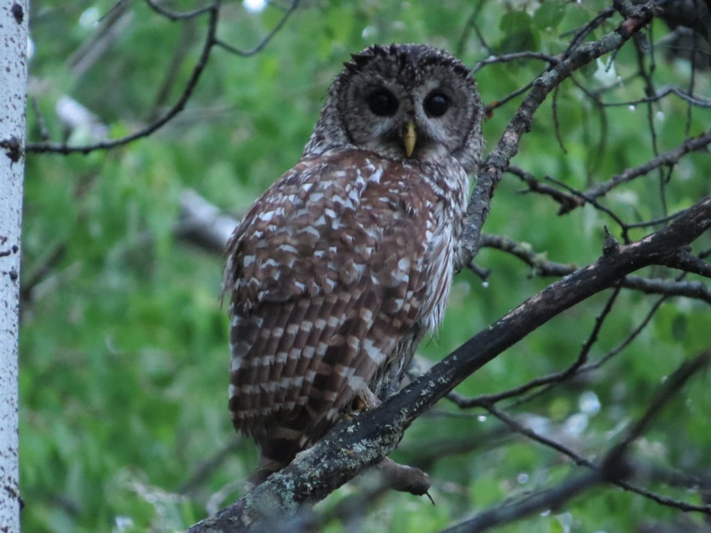 Barred Owl