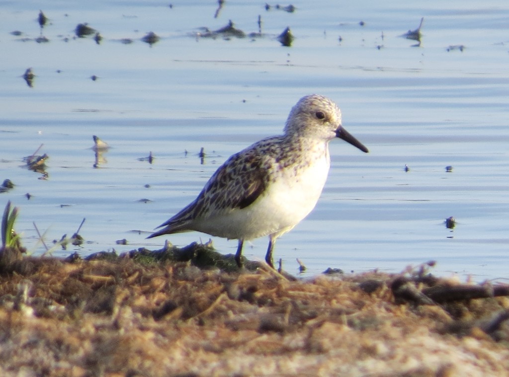 Sanderling