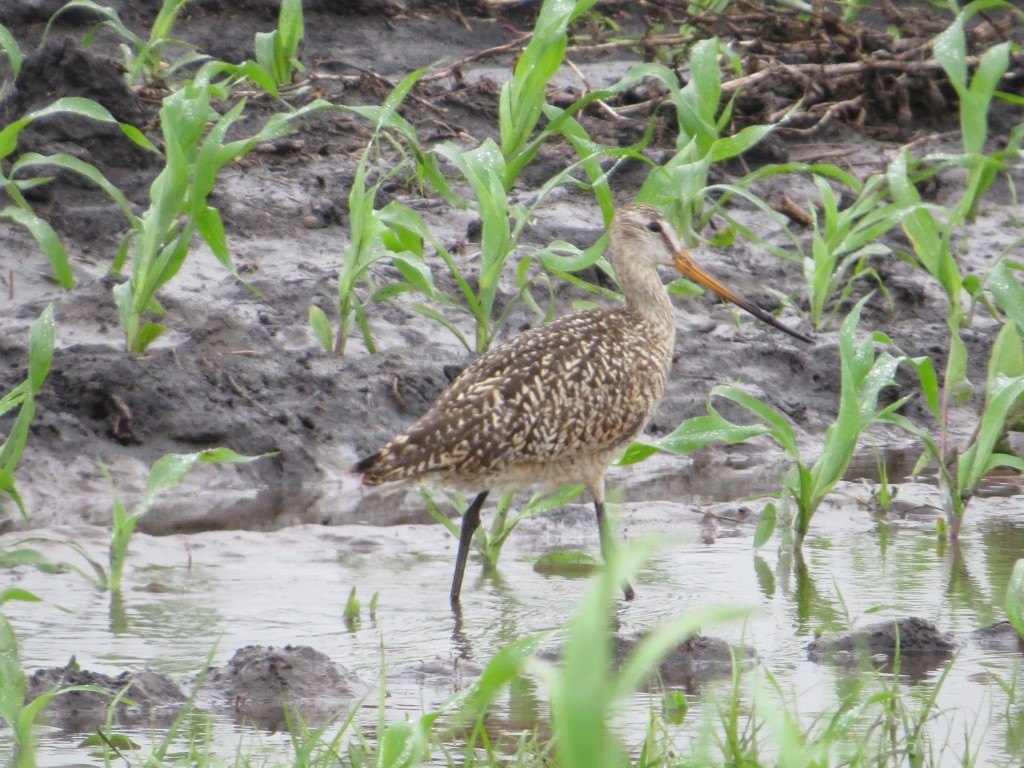 Marbled Godwit