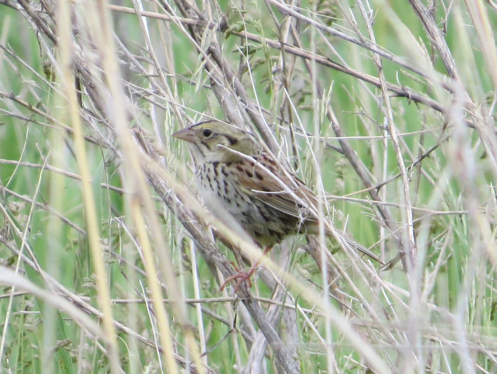 Henslow's Sparrow