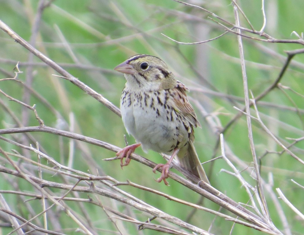 Henslow's Sparrow