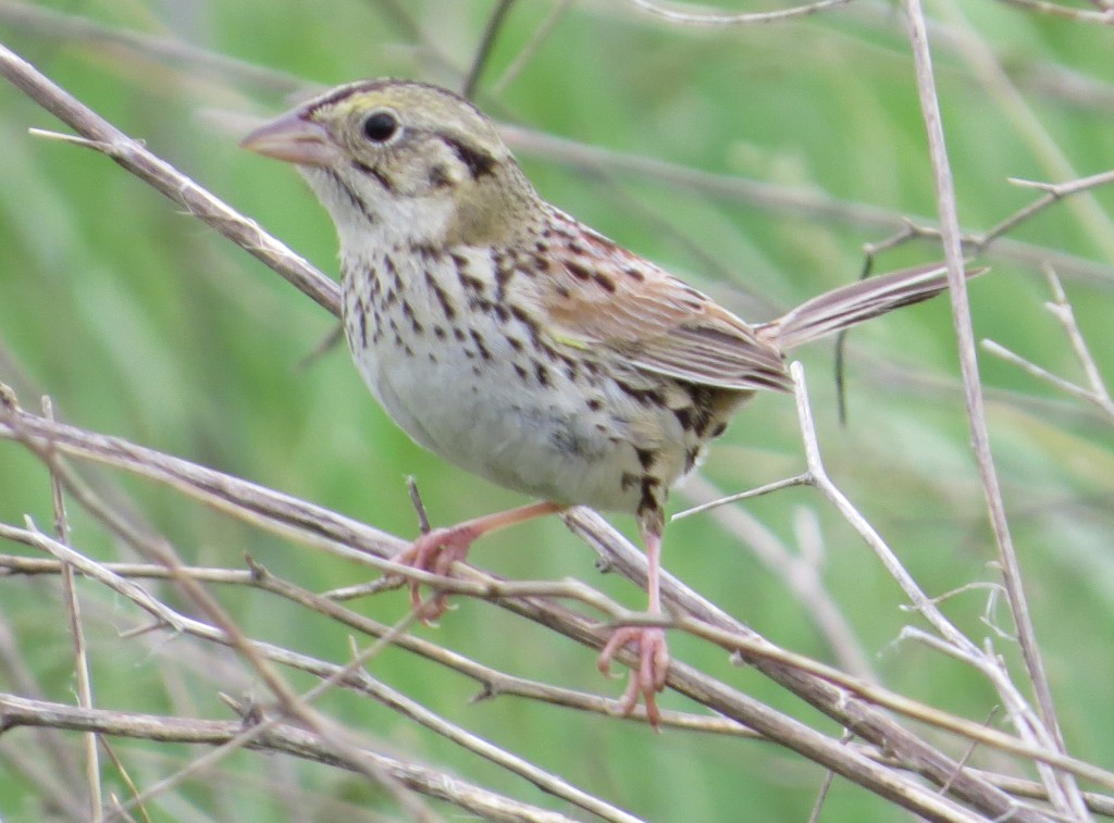 Henslow's Sparrow