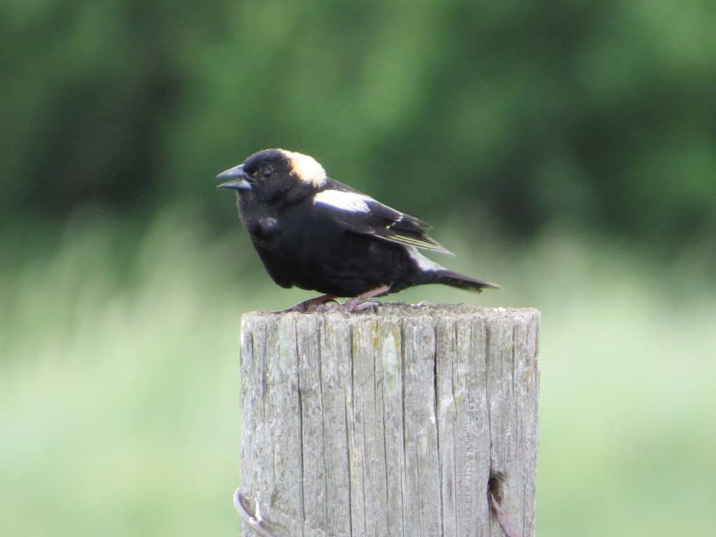 Bobolink