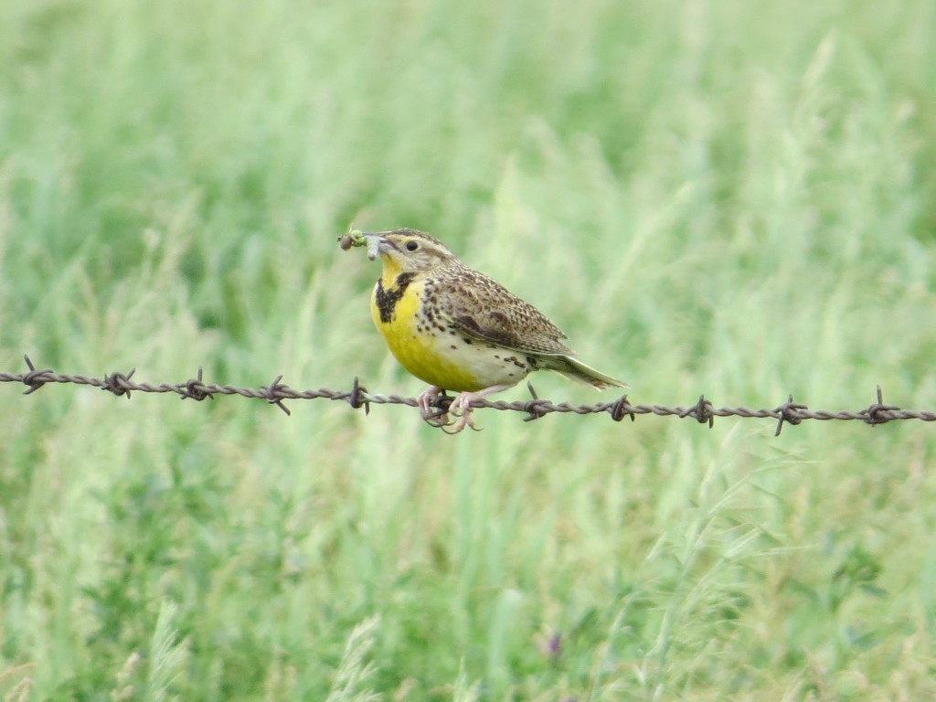 Western Meadowlark