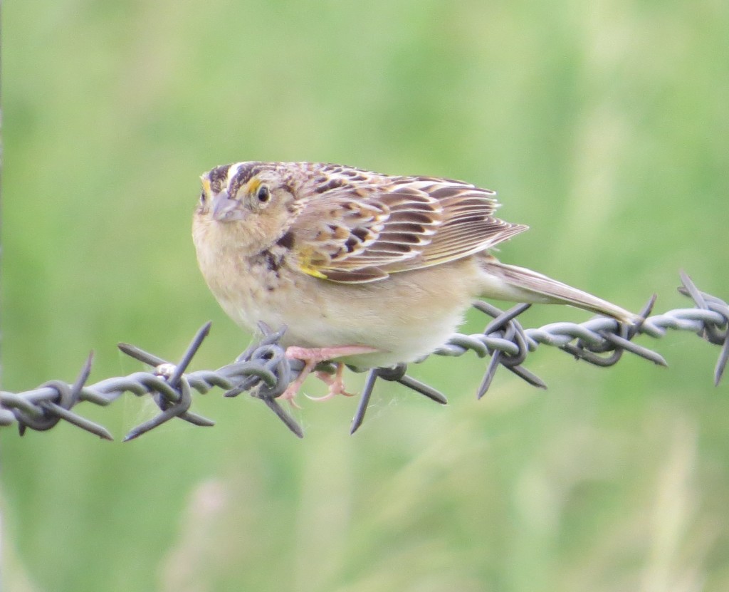 Grasshopper Sparrow