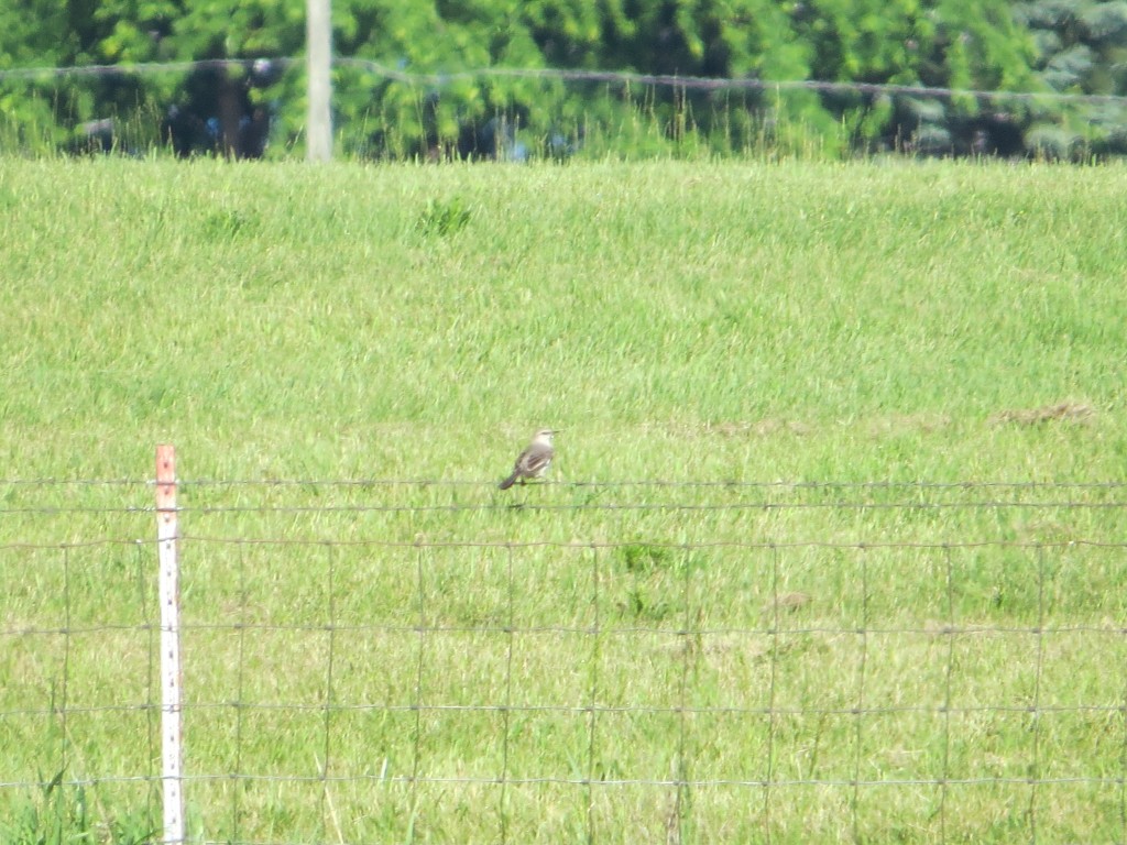 Northern Mockingbird