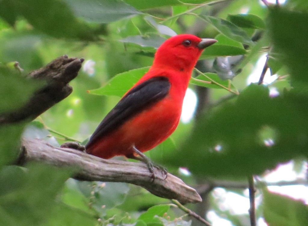 Scarlet Tanager