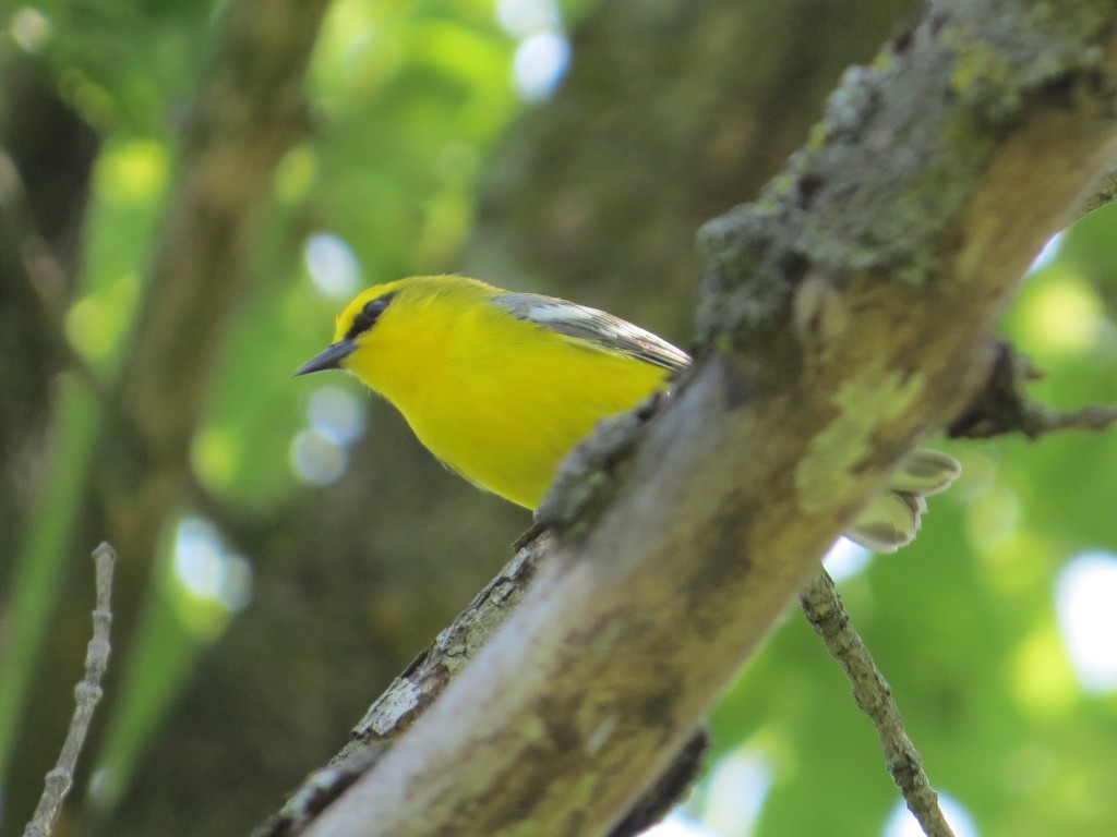 Blue-winged Warbler