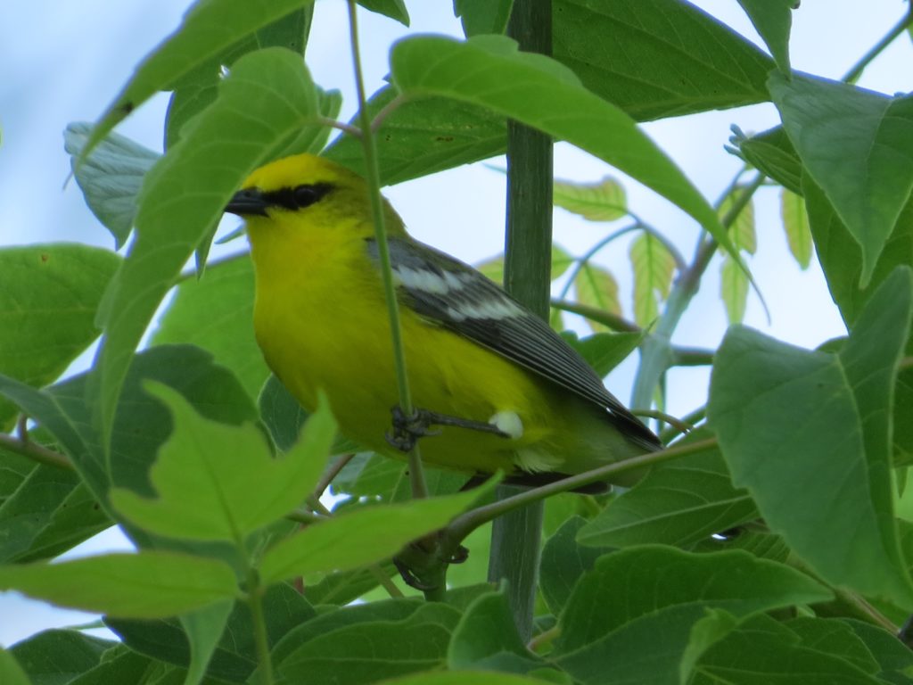 Blue-winged Warbler