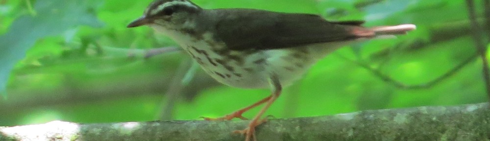 Louisiana Waterthrush