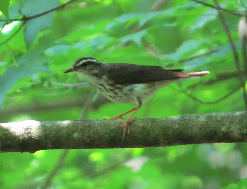 Louisiana Waterthrush