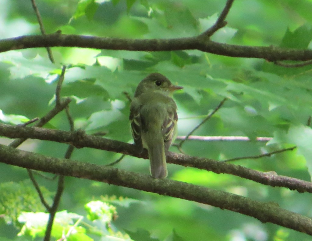 Acadian Flycatcher