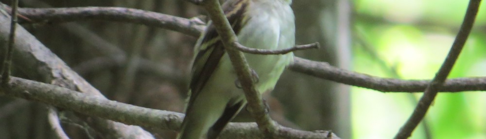 Acadian Flycatcher