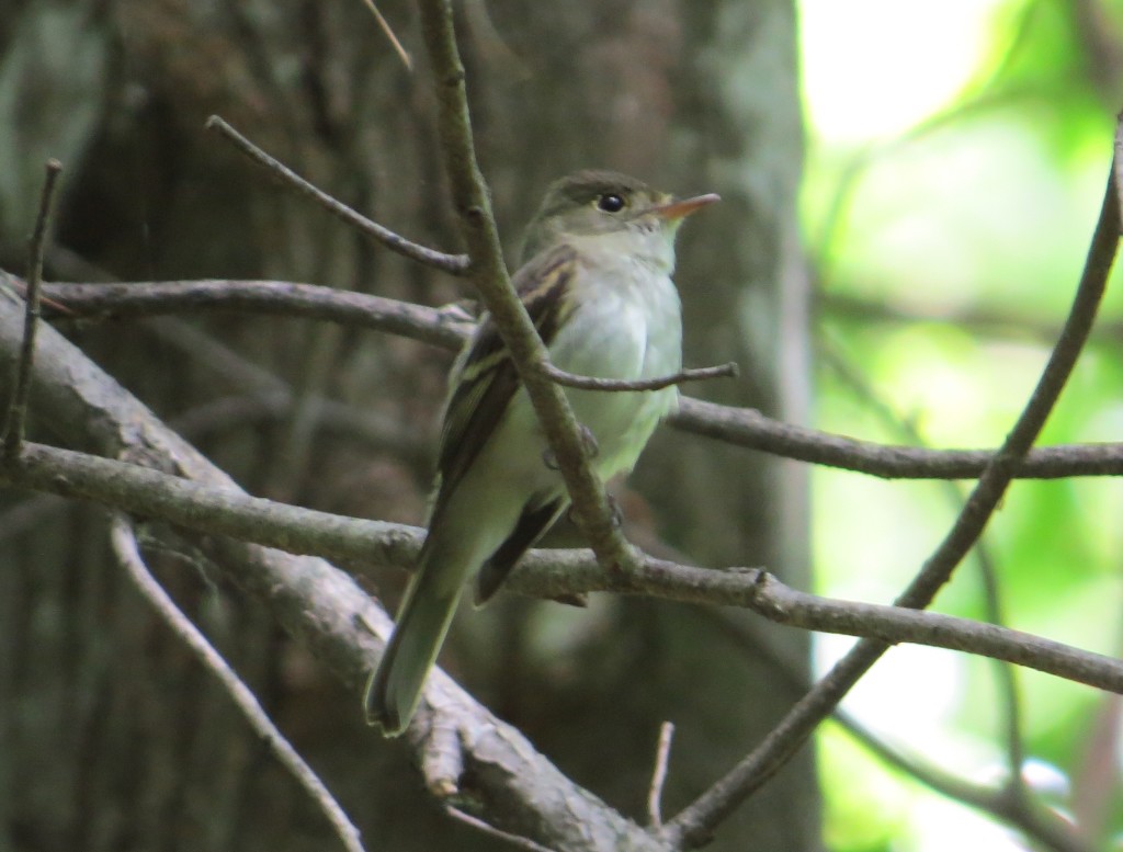 Acadian Flycatcher