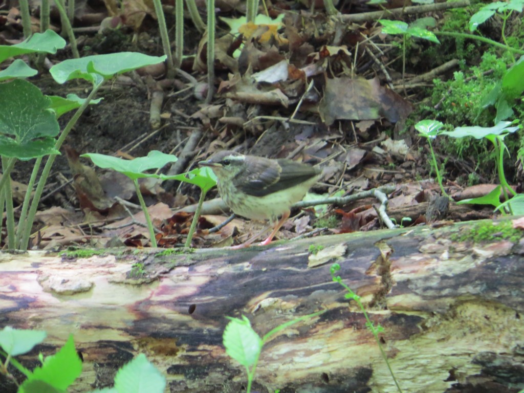 Louisiana Waterthrush