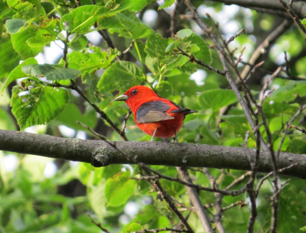 Scarlet Tanager