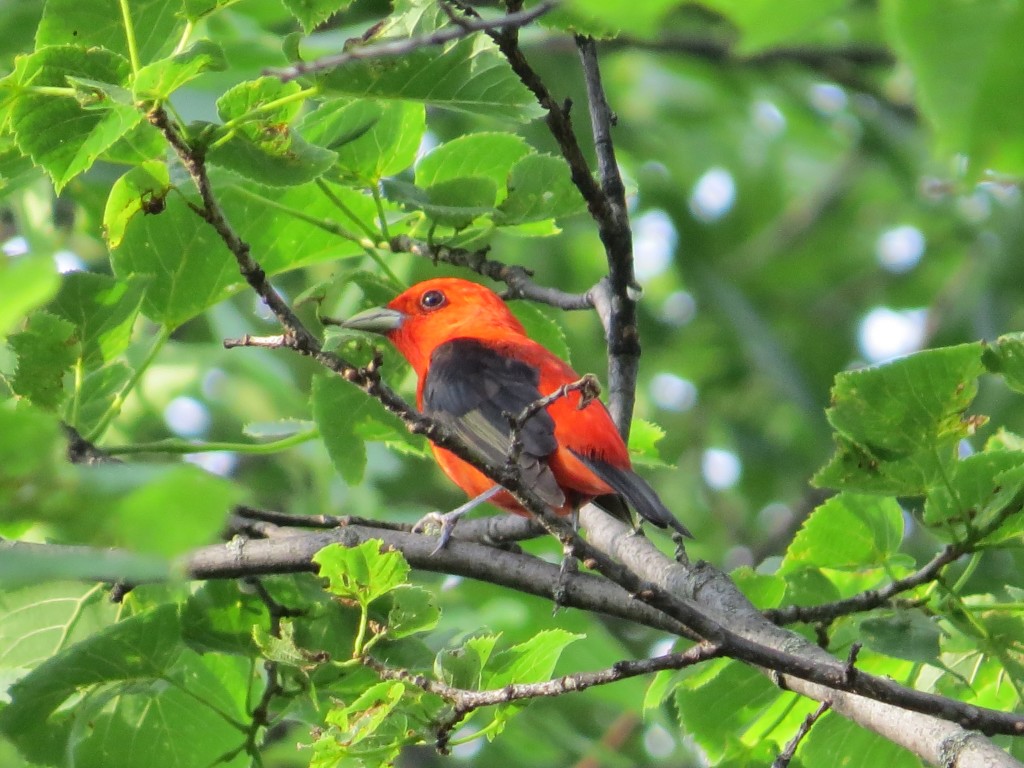 Scarlet Tanager