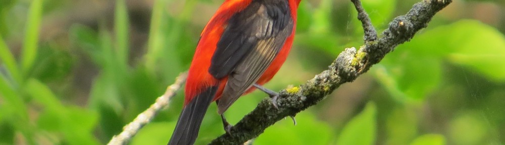 Scarlet Tanager