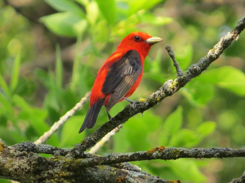 Scarlet Tanager