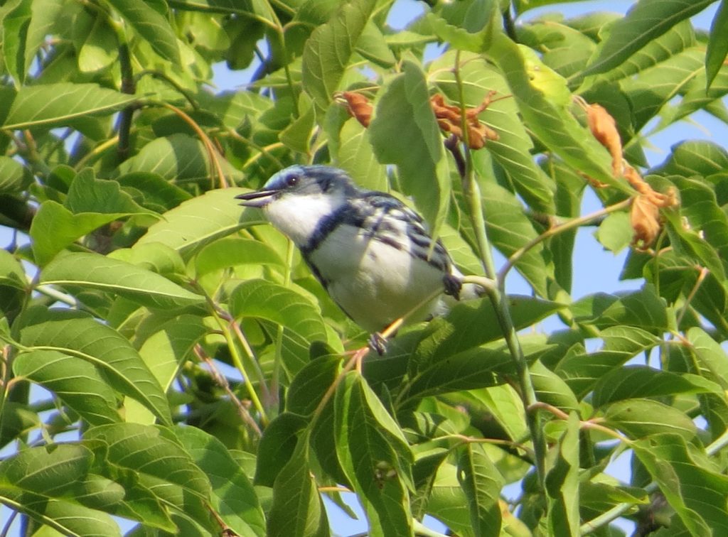 Cerulean Warbler