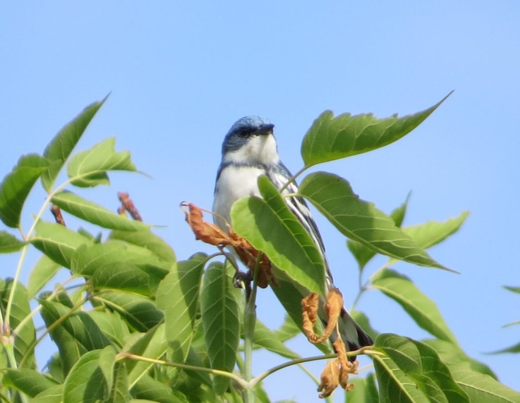 Cerulean Warbler