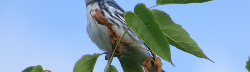 Cerulean Warbler