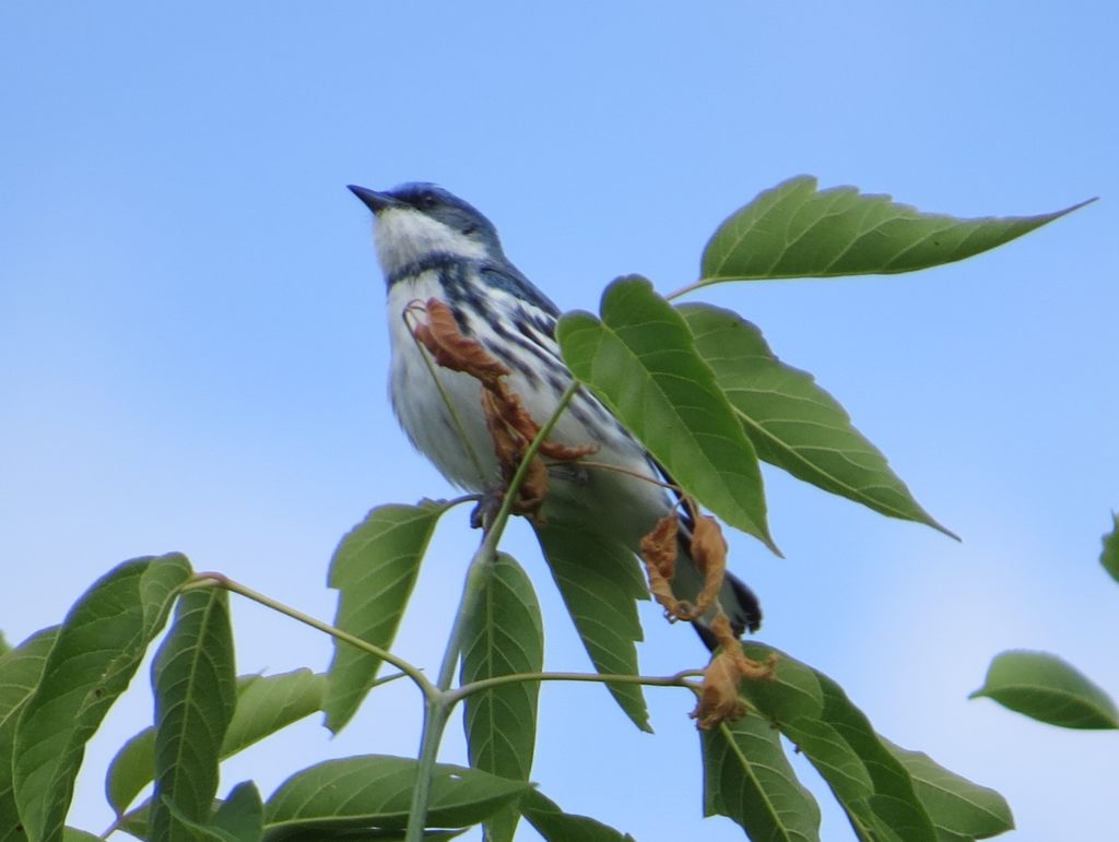 Cerulean Warbler