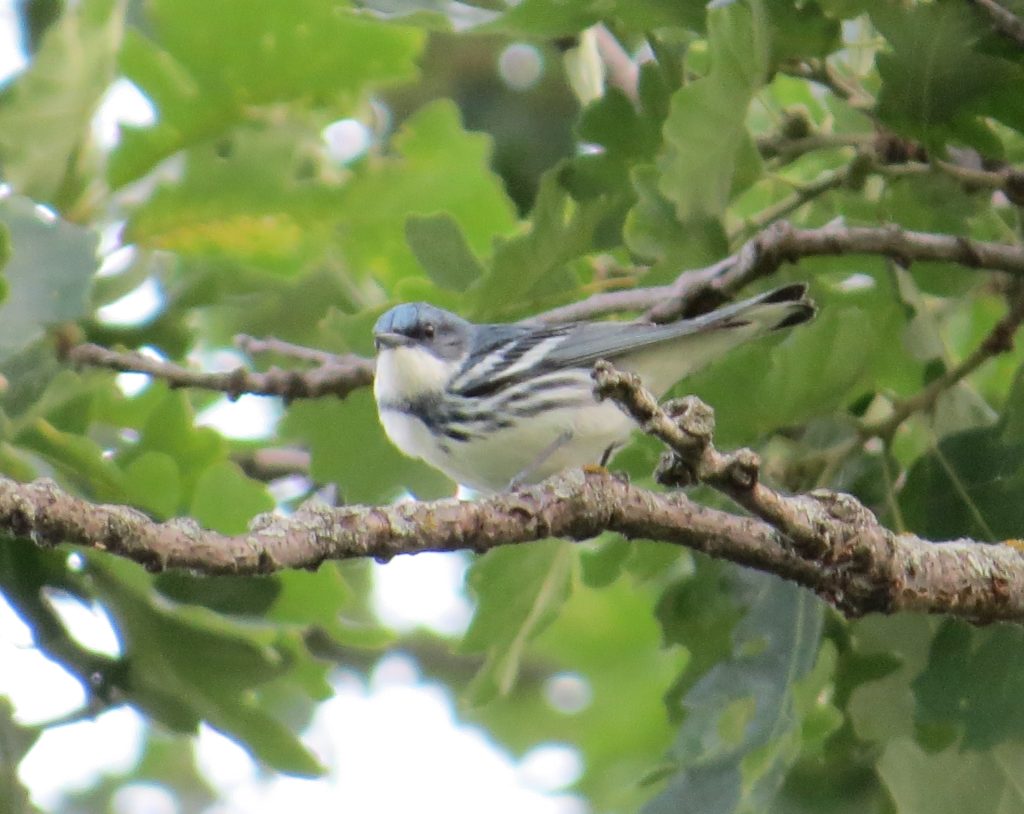 Cerulean Warbler