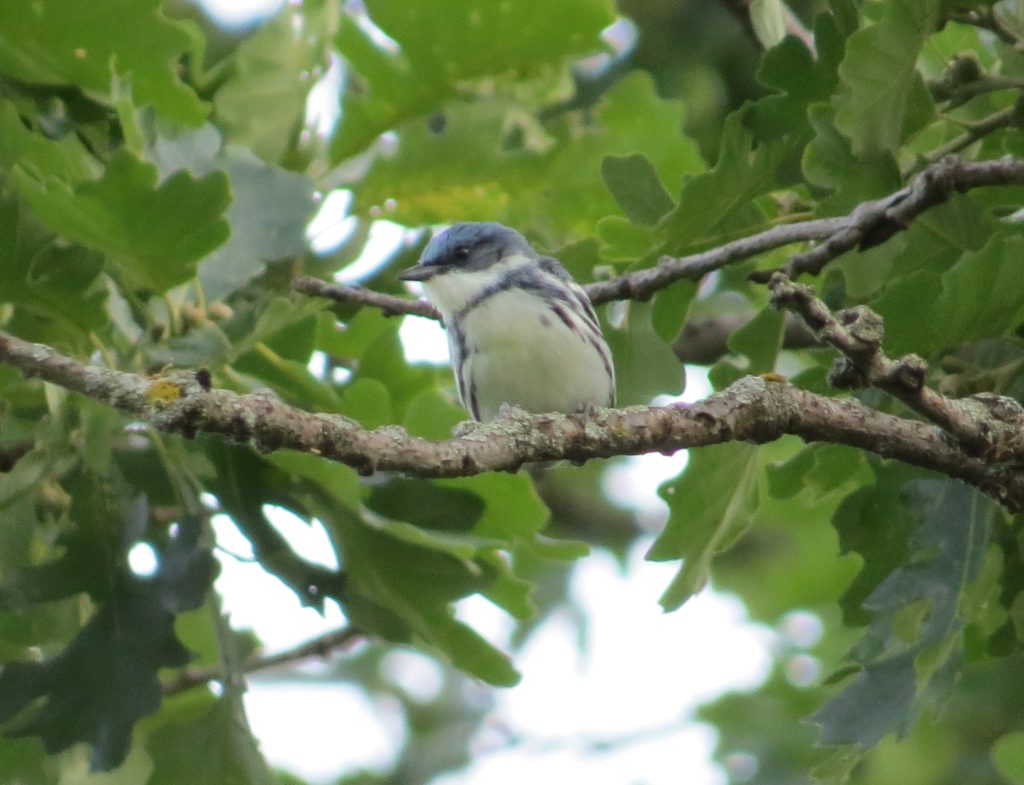 Cerulean Warbler