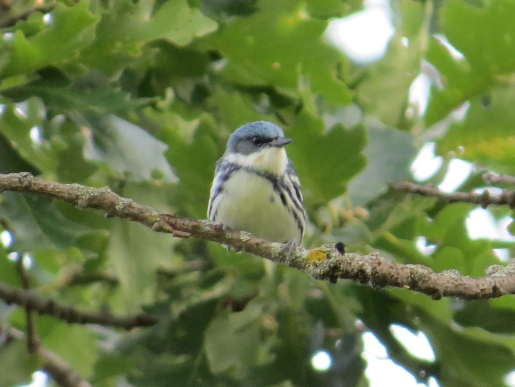 Cerulean Warbler