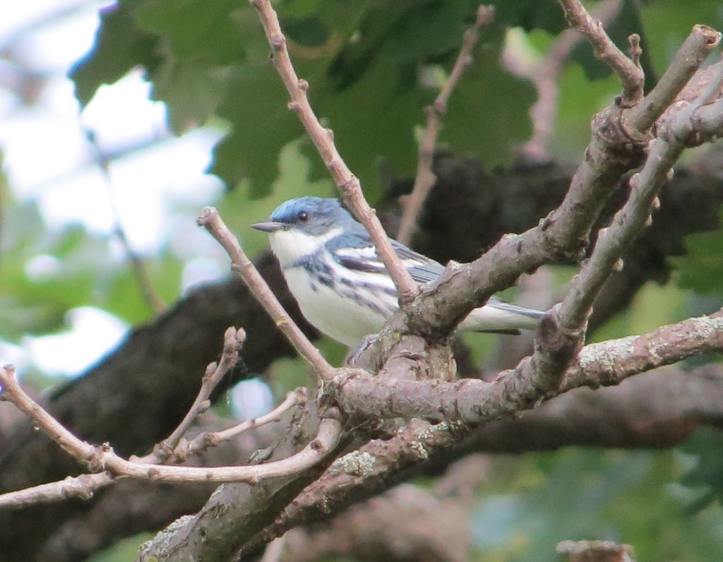 Cerulean Warbler