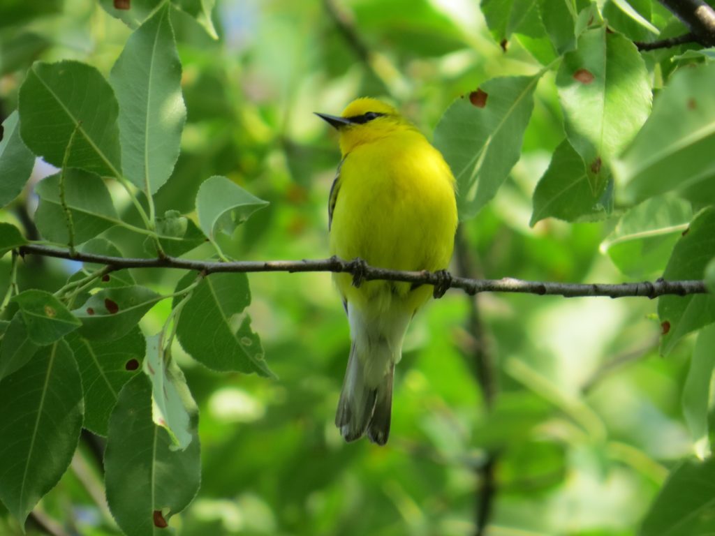 Blue-winged Warbler