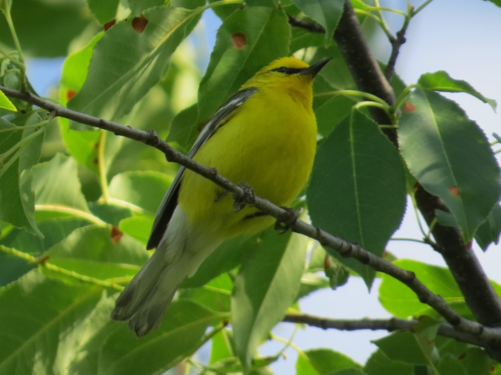 Blue-winged Warbler