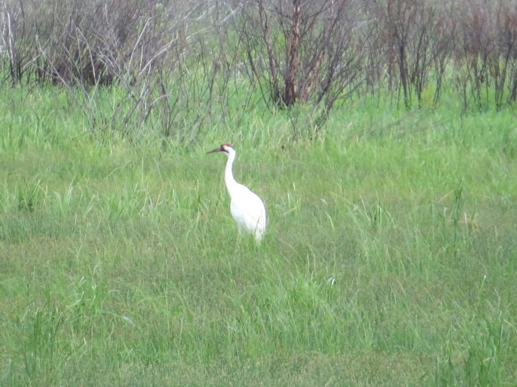 Whooping Crane