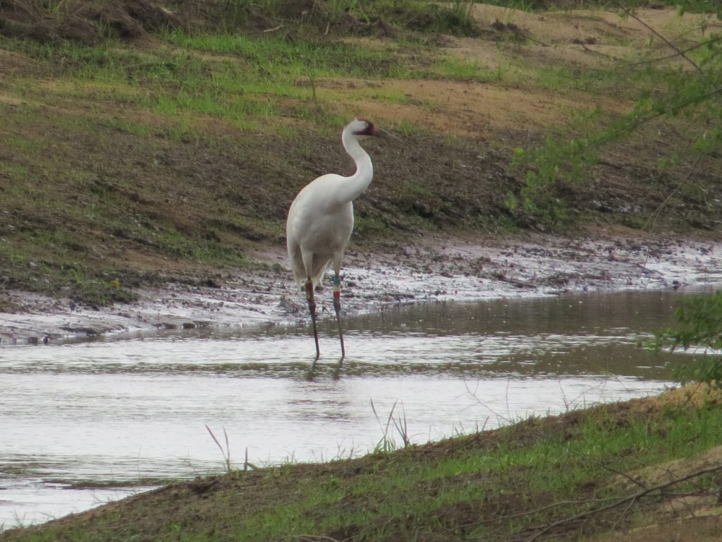 Whooping Crane