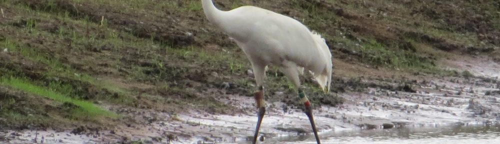 Whooping Crane