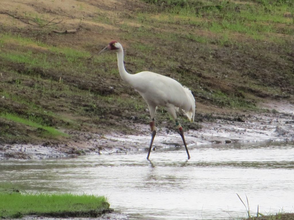 Whooping Crane