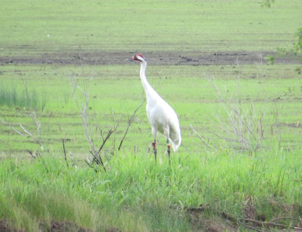 Whooping Crane