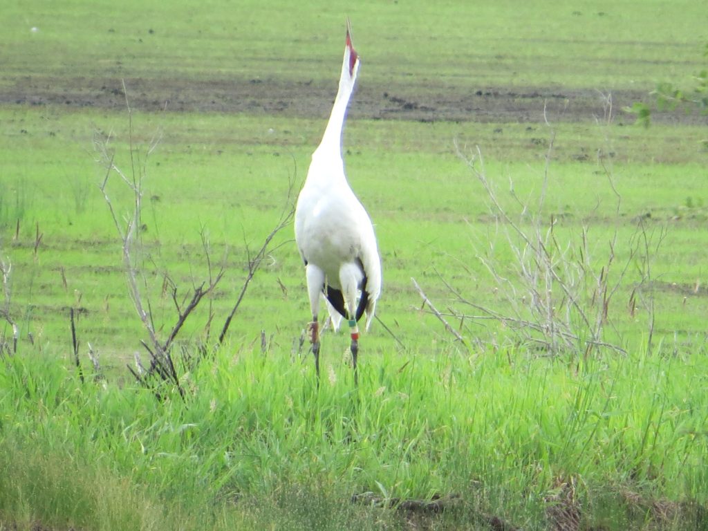 Whooping Crane