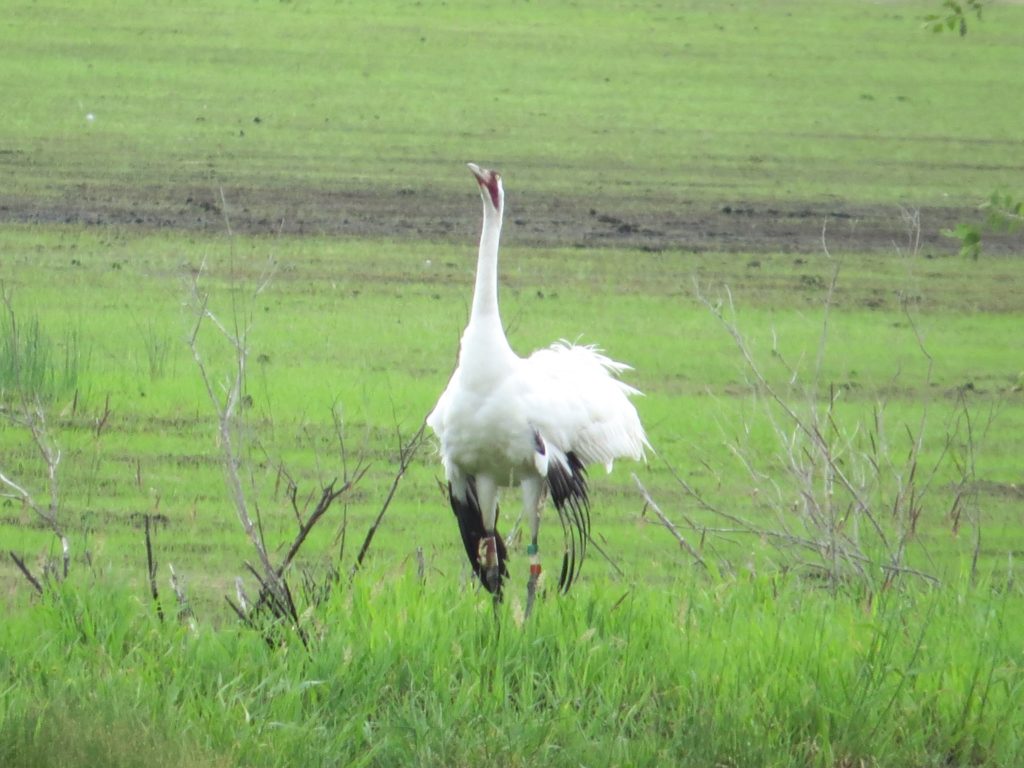 Whooping Crane