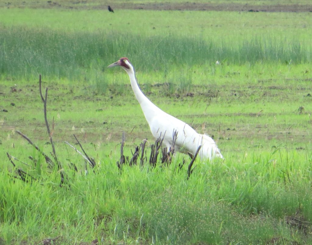 Whooping Crane