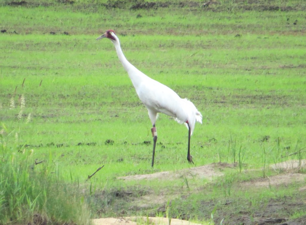 Whooping Crane