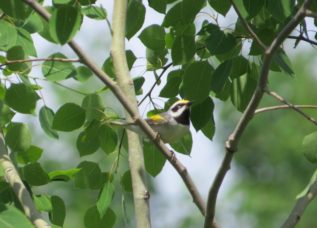 Golden-winged Warbler