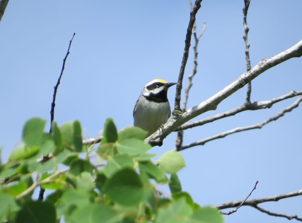 Golden-winged Warbler