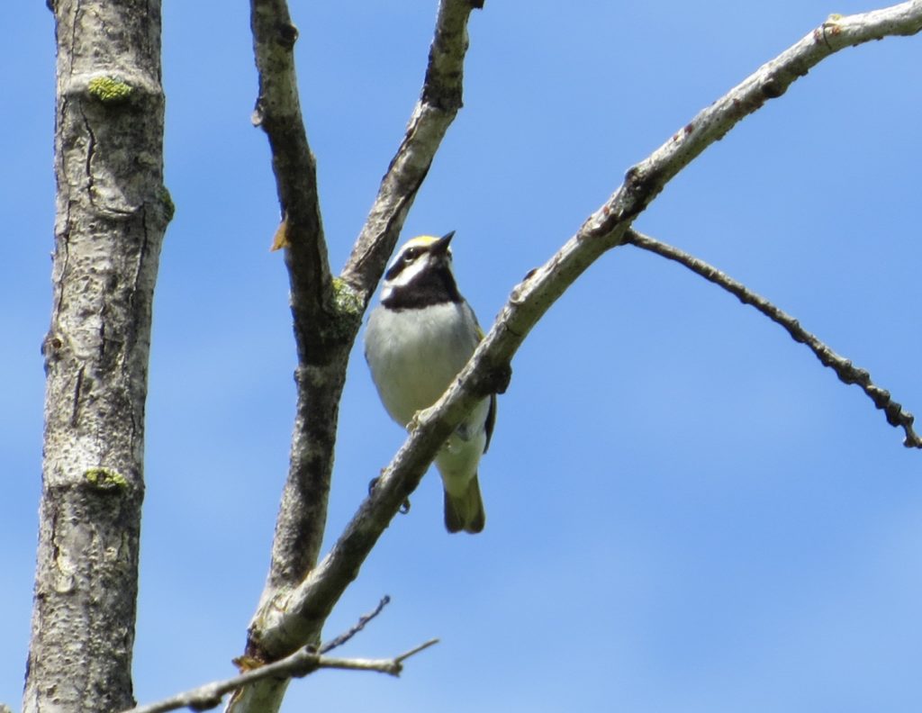 Golden-winged Warbler