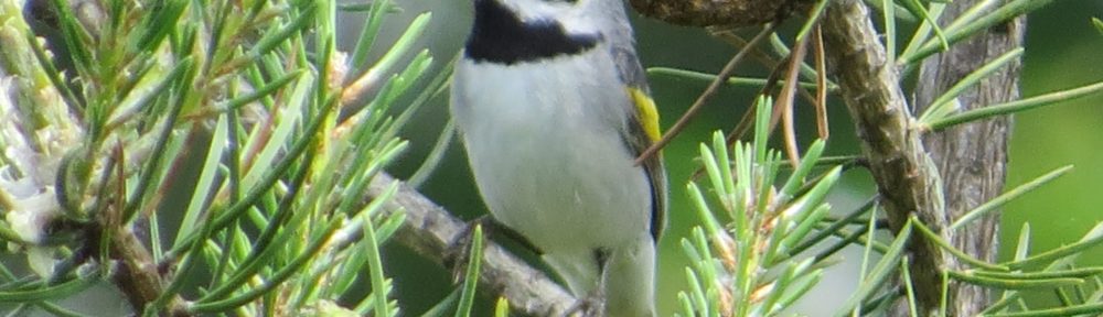 Golden-winged Warbler